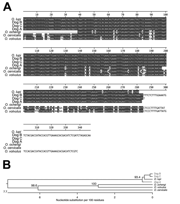 Molecular identification of parasites collected from 3 dogs in southern California, USA, by using sequence from the rRNA internal spacer (ITS). A) Multiple sequence alignment of ITS sequences from the 3 dogs and sequences from various Onchocerca parasites. Gray shading indicates areas of sequence identity. B) Unrooted phylogeny of the sequences shown in panel A. Numbers refer to the percentage of times the grouping distal to the number was supported in a bootstrap analysis of 1,000 replicate dat