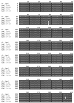 Thumbnail of Sequence of the Onchocerca lupi cytochrome oxidase subunit 1 gene amplicons recovered from infected flies, southern California, USA, 2012. Gray shading indicates areas of sequence identity.Labels refer to the sample number of the individual infected files from which the sequences were obtained. O. lupi GenBank accession no. KC763786. LAC, Los Angeles County. 