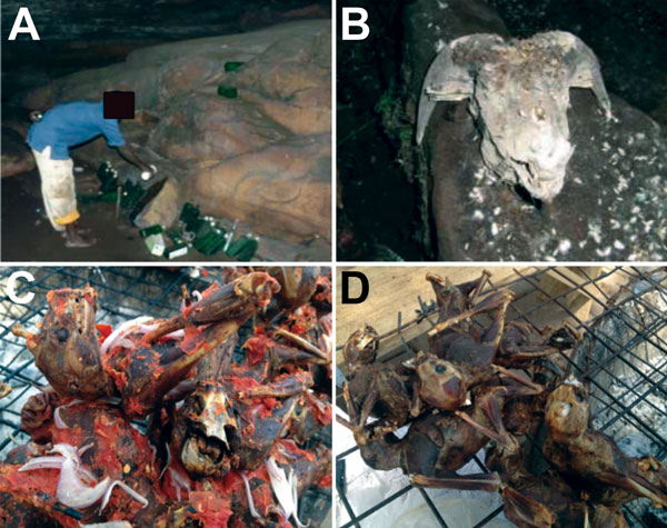 Typical situations in which direct and indirect bat–human contact occurred in Ghana, 2011–2012. A) Religious activity at the Mprisi cave in Buoyem. The man is pouring libation to the natural gods. The liquid poured before entering the cave is liquor. Note the number of deposited empty bottles, indicating the frequency of cave entries. B) Goat sacrificed for natural gods at the Mframmabuom cave in Kwamang. C, D) Typical examples of roasted bats widely offered and consumed in markets and public pl