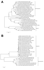 Thumbnail of Phylogenetic comparison of the complete neuraminidase genes of highly pathogenic avian influenza A(H5N2) (panel A) and A(H5N8) (panel B) strains from the United States with strains from Asia, Europe, and Canada. Solid circles indicate H5N2 and H5N8 strains from the United States; black triangle indicates H5N8 strain from a crane in Japan. Sequences were aligned by using MUSCLE, and phylogenetic and molecular evolutionary analyses were conducted by using MEGA version 5, using the nei