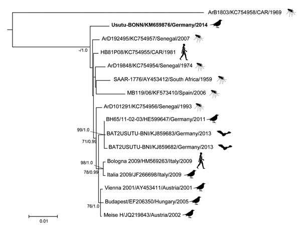 Phylogenetic relationship of the Usutu virus Usutu-BONN strain (from Germany, 2014) and other Usutu viruses, based on complete amino acid sequences of the polyprotein-encoding gene. The phylogenetic tree was constructed by using the maximum-likelihood method PhyML 3.0 (12) with 1,000 pseudoreplicates and, in parallel, Bayesian Markov chain Monte Carlo tree-sampling methods by using MrBayes 3.1.2 (13). The Akaike information criterion was chosen as the model selection framework, and the Johnes-Ta