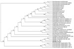 Thumbnail of Phylogenetic relationships of bacterium newly identified in Artibeus intermedius fruit bats in Mexico (Waddlia cocoyoc, bold text), to other Chlamydiales. 16S sequences were used to infer relationships. X. westbladi, Xenoturbella westbladi.