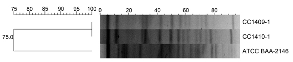 Dendrogram of pulsed-field gel electrophoresis patterns showing the genetic relationship between 2 Klebsiella pneumoniae isolates co-producing New Delhi metallo-β-lactamase 5 and oxacillinase 181 carbapenemases, South Korea, 2014. ATCC BAA-2146 indicates New Delhi metallo-β-lactamase 1 K. pneumoniae used as a reference strain.