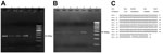 Thumbnail of Real-time PCR amplification of ocular granuloma DNA obtained from patients infected with trematodes, South India. Gel electrophoresis was performed on 2% agarose gel by using Power SYBR Green Real-Time PCR (Applied Biosystems, Warrington, UK). A) Lanes 1–4 show subconjunctival granuloma DNA; lane 5, negative control; lane 6, 100-bp DNA marker. Arrow indicates 369-bp amplified DNA product. B) Lanes 1–5 show anterior chamber granuloma DNA; lane 6, negative control; lane 7, 100-bp DNA 