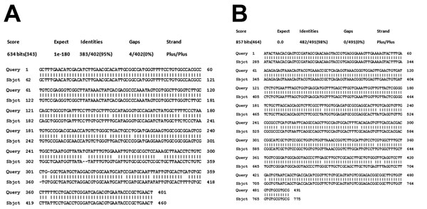 BLAST (http://blast.ncbi.nlm.nih.gov/Blast.cgi) analysis output of environmental trematode cercaria DNA sequences from South India. A) Internal transcribed spacer 2 DNA sequence shows maximum identity with Procerovum species and resembles GenBank reported sequence EU826639.1 from Vietnam. B) 28S rDNA sequence shows maximum identity with Procerovum varium and resembles GenBank reported sequence HM004184.1 from Thailand.
