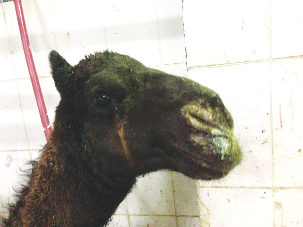 Mucopurulent nasal discharge and lacrymation in 8-month-old dromedary camel naturally infected with Middle East respiratory syndrome coronavirus, Ahsa, Saudi Arabia, December 2013.