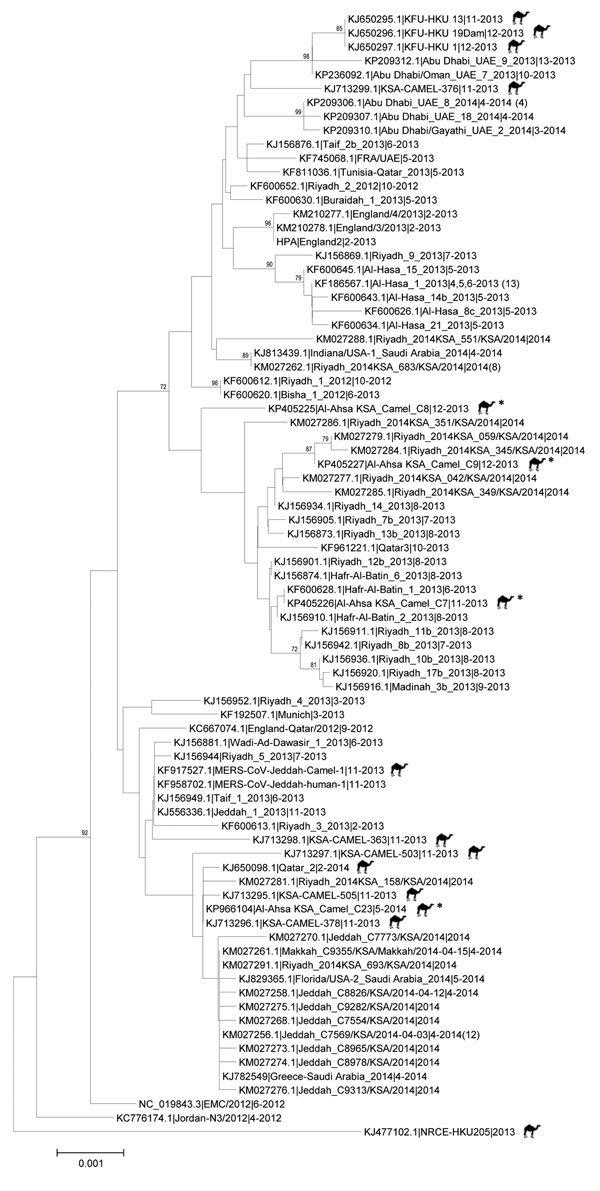 Midpoint-rooted phylogenetic tree of Middle East respiratory syndrome coronavirus spike gene open reading frame sequences of this virus obtained from camels and select humans (sequences available from GenBank). The estimated neighbor-joining tree was constructed from nucleotide alignments by using MEGA version 6.06 (http://www.megasoftware.net). Sequence names are derived from GenBank accession number | virus strain name | month-year of collection. Numbers in parentheses denote number of additio