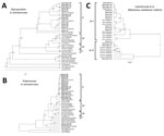 Thumbnail of A) Phylogenetic analyses of glycoprotein precursor gene (GPC) of Old World arenaviruses and cytochrome b sequences of 16 arenavirus-positive Mastomys natalensis rodents captured in Nigeria during January 2011–March 2013 (boldface). The GPC tree (949 nt) was inferred by using the Bayesian Markov Chain Monte Carlo method, in a general time reversible plus gamma plus relaxed uncorrelated lognormal clock model. A random local clock was used for the cytochrome b tree. Bayesian posterior 