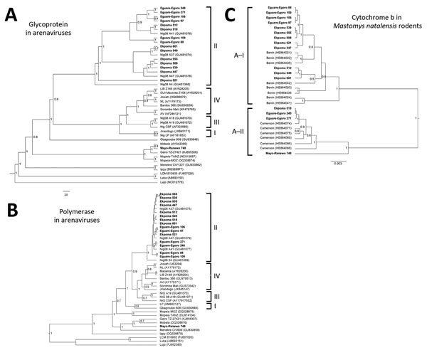 A) Phylogenetic analyses of glycoprotein precursor gene (GPC) of Old World arenaviruses and cytochrome b sequences of 16 arenavirus-positive Mastomys natalensis rodents captured in Nigeria during January 2011–March 2013 (boldface). The GPC tree (949 nt) was inferred by using the Bayesian Markov Chain Monte Carlo method, in a general time reversible plus gamma plus relaxed uncorrelated lognormal clock model. A random local clock was used for the cytochrome b tree. Bayesian posterior probabilities