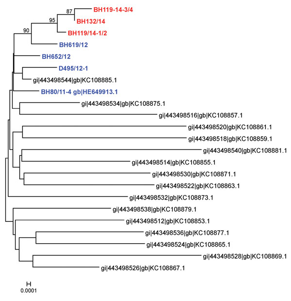 Phylogenetic analysis based on nucleotide sequences of the medium segment of Schmallenberg virus samples isolated from blood of acutely infected animals in 2011 or 2012 (blue) or sequenced directly from the blood of viremic cattle in 2014 (red) and from organ samples of malformed newborns (black) (7). Scale bar indicates nucleotide substitutions per site.