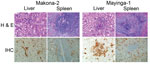 Thumbnail of Pathologic results for 6 cynomolgus macaques infected with Ebola virus strains Makona or Mayinga. Liver and spleen sections were stained with hematoxylin and eosin (H &amp; E; top panels) and analyzed for necrosis, microthrombi, lymphocytosis, and inflammation. Sections were also stained with a polyclonal rabbit serum against Ebola virus viral protein 40 for detection of viral antigen (immunohistochemical [IHC] analysis; bottom panels). Sections from a representative animal in each 