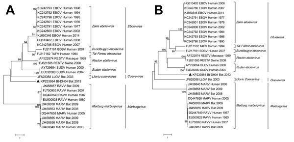 Phylogenetic analysis of 2 fragments of filovirus Bt-DH04 and other filoviruses. Full genomes of representatives from the family Filoviridae were trimmed and aligned with F1 (partial nucleoprotein/viral protein 35 gene, panel A) and F2 (middle L gene, panel B) of filovirus strain Bt-DH04 by using ClustalW version 2.0 (http://www.clustal.org), then phylogenetically analyzed by using MEGA6 (http://www.megasoftware.net) by the maximum-likelihood method, resulting in a bootstrap testing value of 1,0