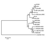 Thumbnail of Phylogenetic analysis of whole genomes of porcine reproductive and respiratory syndrome virus (PRRSV) CHsx1401 (triangle) (GenBank accession no. KP861625); representative prototype strain VR-2332 (U87392); isolates BJ-4 (AF331831), CH-1a (AY032626), HB-1(sh)/2002 (AY150312), and HB-2(sh)/2002 (AY262352) from China; highly pathogenic strains JXA1 (EF112445), JXwn06 (EF641008), and HUN4 (EF635006); strains MN184A (DQ176019), MN184B (DQ176020), MN184C (EF488739), and NADC30 (JN654459) 