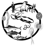 Thumbnail of Life cycle of the Adenocephalus pacificus Pacific broad tapeworm. From top: definitive hosts (otariid seals, humans, dogs); egg; coracidium; potentional first intermediate host (copepod); second intermediate hosts (Sarda chiliensis, Sciaena deliciosa, Trachurus murphyi); encysted plerocercoids in body cavity of fish.