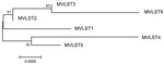 Thumbnail of Maximum-likelihood tree generated with concatenated multivirulence locus sequence type (MVLST) sequences for study of Far East scarlet-like fever caused by a clonal group of Yersinia pseudotuberculosis, Russia. Reliability values for the branching nodes are indicated. Branch lengths and scale bar indicate distances measured in terms of the proportion of nucleotide substitutions between sequences.