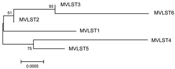 Maximum-likelihood tree generated with concatenated multivirulence locus sequence type (MVLST) sequences for study of Far East scarlet-like fever caused by a clonal group of Yersinia pseudotuberculosis, Russia. Reliability values for the branching nodes are indicated. Branch lengths and scale bar indicate distances measured in terms of the proportion of nucleotide substitutions between sequences.