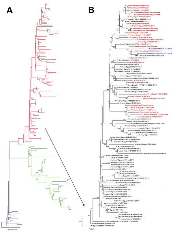 Phylogenetic tree of the hemagglutinin genes of avian influenza subtype H5N1 viruses isolated in Egypt during 2006–2014 and reference isolates from GenBank. Phylogenetic analysis was conducted by using the neighbor-joining algorithm with the Kimura 2-parameter model. Strain A/bar-headed goose/Qinghai/3/2005 was used as the root for the tree, and the reliability of phylogenetic inference at each branch node was estimated by the bootstrap method with 1,000 replications. Evolutionary analysis was c