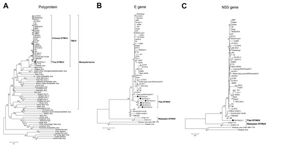 Phylogenetic analysis of the nucleotide sequences of polyprotein gene (10,278 bp) (A), partial envelope gene (361 bp) (B), and partial nonstructural 5 gene (900 bp) (C) of duck Tembusu viruses (DTMUVs) from ducks in Thailand and selected reference strains of flaviviruses. The nucleotide sequences were aligned by using Muscle version 3.6 (4). The phylogenetic trees were constructed in MEGA version 6.0 by using the neighbor-joining algorithm with the Kimura-2 parameter model applied to 1,000 repli