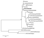 Thumbnail of A phylogenetic tree of orthopoxviruses constructed on the basis of the hemagglutinin gene; boldface indicates the CPXV strain infecting the patient described in this article. The phylogeny shows that the sequence derived from this patient represents a locally circulating strain that shares ancestry with a few other CPXV-strains and vaccinia virus. A maximum-likelihood tree was built with 1,000 bootstraps in MEGA 6.06 software (http://www.megasoftware.net/). MEGA was used to estimate