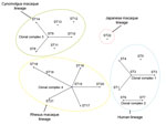 Thumbnail of Phylogenetic relationship among 1 to 22 sequence types (STs) of Bartonella quintana strains based on eBURST analysis (http://eburst.mlst.net/default.asp). Black dots indicate ST numbers of B. quintana strains. A clonal complex was defined as a group of STs that had 8 identical alleles. Clonal complexes 1, 2, 3, and 4 consist of STs 1–4, STs 6–7, STs 8–10 and 14, and STs 15–21, respectively. A lineage was defined as a group of STs that had ≥7 identical alleles. Color circles show 4 l