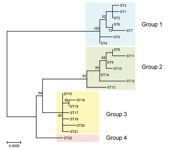 Phylogenetic tree showing the genetic relationship among Bartonella quintana strains from humans and macaques. The tree was constructed from the concatenated sequences (4,270 bp) of the 9 loci used for multilocus sequence typing by using the maximum-likelihood method based on the Tamura 3-parameter model in MEGA6 (13). The 22 sequence types (STs) of B. quintana strains from humans (STs 1–7), cynomolgus macaques (STs 8–4), rhesus macaques (STs 15–21), and Japanese macaques (ST22) were included in