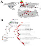 Thumbnail of Phylogeography of Francisella tularensis subsp. holarctica. A) Global distribution of known phylogenetic groups determined on the basis of previous studies (2–4); enlarged map of Turkey shows locations of phylogenetic groups identified among the 40 samples positive for F. tularensis examined in this and previous studies (5). Circle size indicates number of samples (small circles, 1–3; medium circles, 4–6; large circles, 7–9). Colors of circles (human samples) and triangles (environm