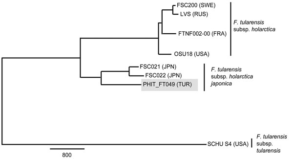 Maximum-parsimony phylogeny constructed by using 10,443 putative single-nucleotide polymorphisms discovered from whole-genome sequences of 8 Francisella tularensis strains. Gray shading indicates the B.16 (biovar japonica) strain from Turkey (PHIT_FT049). Detailed methods are described in the Technical Appendix. Reference strains were retrieved from GenBank (Technical Appendix Table 2). Countries of origin are indicated as follows: FRA, France; JPN, Japan; RUS, Russia; SWE, Sweden; TUR, Turkey; 