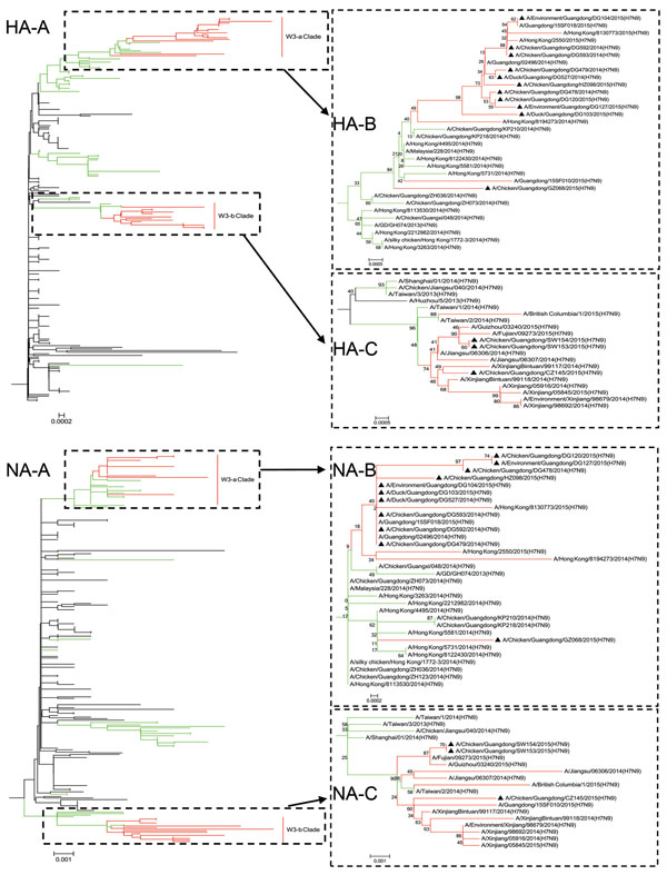 Phylogenetic relationships of influenza A(H7N9) virus hemagglutinin (HA) and neuraminidase (NA) genes isolated from poultry, Guangdong Province, China, 2014−2015. Phylogenetic trees were constructed by using the neighbor-joining method in MEGA software (http://www.megasoftware.net/). B and C are enlargements of A. Branches of the first, second, and third influenza A(H7N9) virus waves are shown in black, green, and red, respectively. Black triangles indicate newly sequenced viruses isolated from 
