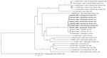 Thumbnail of Phylogenetic tree comparing aquatic bird bornavirus 1 sequences obtained from waterfowl in Europe with selected bornavirus sequences from GenBank. Numbers along branches indicate bootstrap values. Scale bar indicates nucleotide substitutions per site.