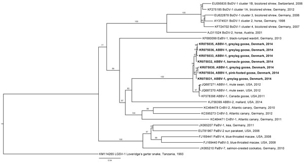 Phylogenetic tree comparing aquatic bird bornavirus 1 sequences obtained from waterfowl in Europe with selected bornavirus sequences from GenBank. Numbers along branches indicate bootstrap values. Scale bar indicates nucleotide substitutions per site.