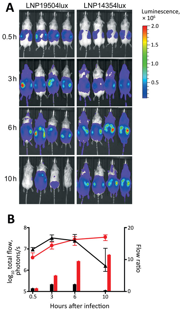 Dynamic imaging showing the multiplication and spread of Neisseria meningitidis in BALB/c transgenic mice expressing the human transferrin. A) Dorsal views of 8 mice (4/group) analyzed for bioluminescence at intervals after infection, as shown on left. Mice were infected by intraperitoneal injection of 5 × 106 CFU of N. meningitidis strain LNP19504lux (derived from an isolate from France) or LNP14354lux (derived from an isolate from Africa). Both strains expressed the luciferase (lux) operon. Ph