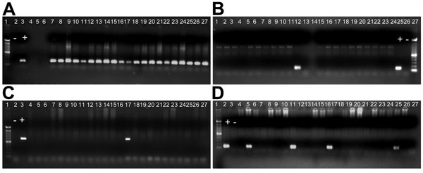 Identification of Plasmodium spp. by nested PCR at 15 community health centers in 8 states in India to which malaria is endemic. A) Plasmodium falciparum (205-bp fragment). Lane 1, molecular mass marker; lane 2, negative (–) control; lane 3, positive (+) control; lanes 7−27, positive samples; lanes 5 and 6, negative samples. B) P. malariae (144-bp fragment). Lane 25, + control; lane 26, – control; lane 27, molecular mass marker; lane 12, positive sample; lanes 1–11, 13–24, negative samples. C) P