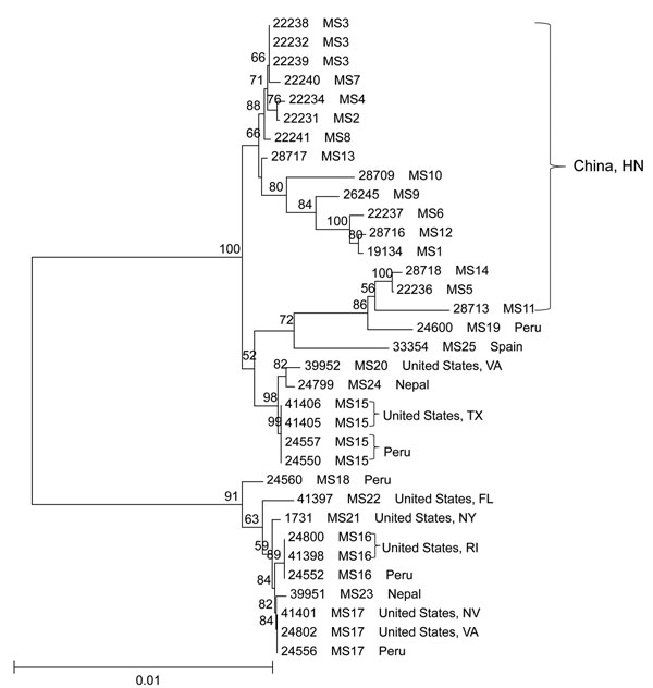 Phylogenetic relationships among concatenated multilocus sequence types of Cyclospora cayetanensis as assessed by a neighbor-joining analysis of the nucleotide sequences, using genetic distances calculated by the Kimura 2-parameter model. Numbers on branches are bootstrap values from 1,000 replicate analyses. Only values &gt;50% are displayed on the left of each node. Scale bars indicate substitution rates per nucleotide. HN, Henan.