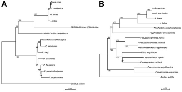 Phylogenetic trees showing relationships between the clinical isolate identified in this study (“Tours strain”) and type strains of members of the genus Ignatzschineria. A) Relationships among 16S rRNA sequences of “Tours strain” (GenBank accession no. KR184134) and Ignatzschineria strains; scale bar represents 2% differences in nucleotide sequence. B) Relationships among gyrB sequences of “Tours strain” (GenBank accession no. KR184135) and Ignatzschineria strains; scale bar represents 5% differ