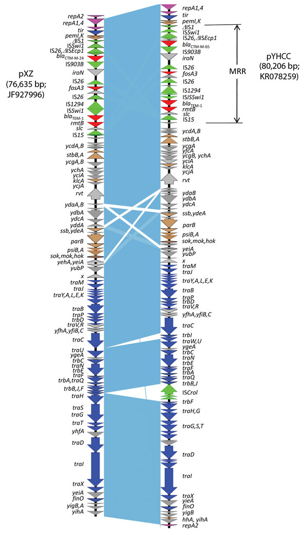 Comparative analysis of fosA3-carrying IncFII plasmids pYHCC with pXZ. Open reading frames are indicated by arrows and colored according to their putative functions: magenta arrows indicate genes involved in replication; blue arrows indicate genes associated with plasmid conjugal transfer. Brown arrows indicate genes involved in plasmid stability; red arrows indicate antimicrobial drug resistance genes; green arrows indicate accessory genes of mobile elements; gray arrows indicate other backbone