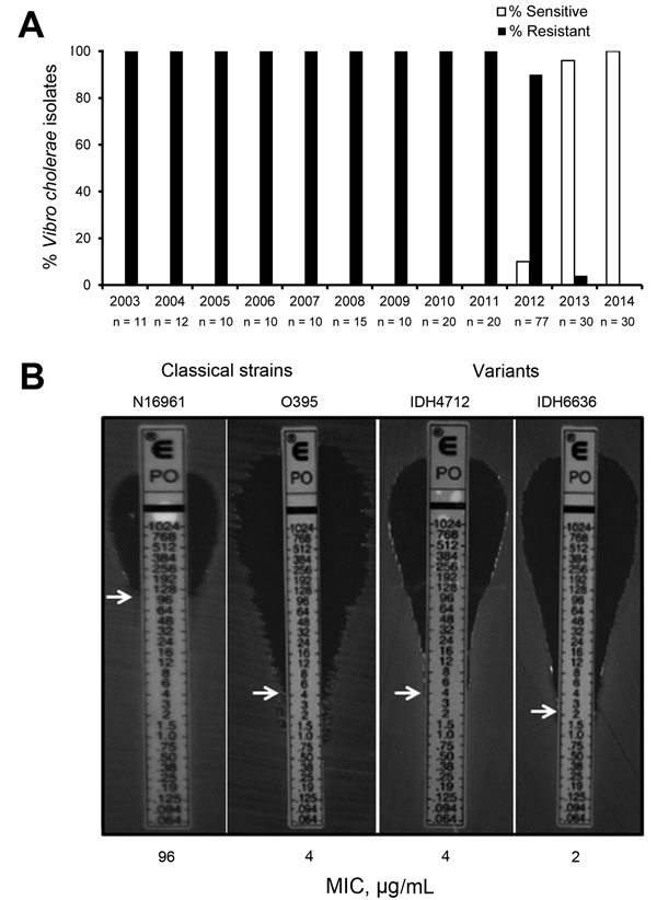 Isolation profile of polymyxin B–sensitive Vibrio cholerae strains in Kolkata, India, 2003–2014. A) Yearly occurrence of polymyxin B sensitivity and resistance in V. cholerae O1 El Tor variant strains isolated from Kolkata patients. During the study period, 255 strains were tested; n values indicate the number of strains tested each year. Polymyxin B–sensitive strains first appeared in Kolkata in June 2012. The first isolate in January 2013 was resistant, but, thereafter, all strains isolated du