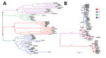 Thumbnail of Phylogenetic trees showing relationships between Trypanosoma cruzi hybrids from Columbia and reference T. cruzi strains from across South America. A) Unrooted neighbor-joining tree based on pairwise distances from microsatellite loci. B) Maximum-likelihood tree from concatenated maxicircle sequences. Pairwise distance–based bootstrap values were calculated as the mean across 1,000 random diploid resamplings of the dataset; those &gt;70% are shown for relevant nodes. A maximum-likeli