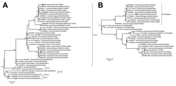 Phylogenetic trees of A/Guangzhou/39715/2014 based on the A) hemagglutinin (HA) and B) neuraminidase (NA) genes, China. Maximum-likelihood trees were constructed by using the the general time reversible + gamma distribution + invariant sites (GTR+Γ+I) model in MEGA 6.06 (http://www.megasoftware.net). Bootstrap values were calculated on 1,000 replicates; only values &gt;60% are shown. A/Guangzhou/39715/2014 and A/Sichuan/26221/2014 are indicated by a circle and a square, respectively. Vertical li