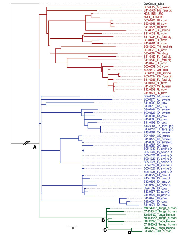 Maximum-likelihood phylogenetic tree of Brucella suis isolates from the United States and Tonga. The phylogenetic tree was rooted using a truncated B. suis biovar 3 isolate (black text). Red and blue text indicate 59 isolates recovered from US origin sources. Green text indicates the isolate recovered from the immigrant from Tonga residing in Oregon, B13-0219, and 7 additional isolates recovered from patients from Tonga in New Zealand. The first 2 digits of the sample number indicate the year is