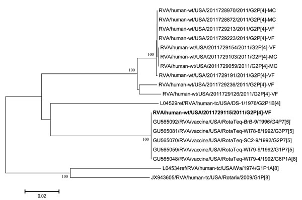 Maximum-likelihood tree for the rotavirus (RVA) nonstructural protein 2 (NSP2) gene showing phylogenetic clustering with wild-type G2P[4] strains identified during the 2010–11 season, United States, and RotaTeq (Merck, Whitehouse Station, NJ, USA) vaccine strains. The tree was created by using MEGA 5.1 (8). Approximate-likelihood ratio test values &gt;70% are shown next to supported nodes. Boldface indicates strain 2011729115. Scale bar indicates number of nucleotide substitutions per site.