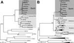 Thumbnail of Phylogenetic analysis segment sequences of Sochi virus, Russia: A) 347-bp large (L) segment sequence; B) 1,197-bp small (S) segment sequence. Virus sequences derived from patients (shown in bold type) and Apodemus ponticus mice cluster within the Sochi genotype of DOBV. Evolutionary analysis was conducted in MEGA6 (6). The evolutionary history was inferred by using the maximum-likelihood method based on the Tamura 3-parameter model with a discrete gamma distribution and 5 rate categ