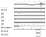 Thumbnail of Nucleotide differences from consensus ancestral sequences of Middle East respiratory syndrome coronavirus (MERS-CoV), Saudi Arabia, 2014, estimated at nodes C and E in a time-resolved phylogenetic tree (Figure 2). The region of the genome sequenced is indicated by the length of each box. Exact genome polymorphic nucleotide positions, sampling date, and nucleotide substitutions is shown in Technical Appendix 2. Nucleotide changes are indicated by red (A), orange (T), blue (C), and gr