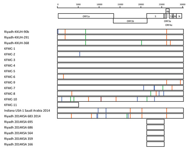 Nucleotide differences from consensus ancestral sequences of Middle East respiratory syndrome coronavirus (MERS-CoV), Saudi Arabia, 2014, estimated at nodes C and E in a time-resolved phylogenetic tree (Figure 2). The region of the genome sequenced is indicated by the length of each box. Exact genome polymorphic nucleotide positions, sampling date, and nucleotide substitutions is shown in Technical Appendix 2. Nucleotide changes are indicated by red (A), orange (T), blue (C), and green (G) verti