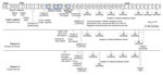 Thumbnail of Timeline of events for patients infected with Middle East respiratory syndrome coronavirus (MERS-CoV). The laboratory diagnostic methods used for molecular detection of MERS-CoV RNA were multiplex MERS-CoV real-time reverse transcription PCRs targeting an upstream MERS-CoV envelope protein gene and an open reading frame 1a gene (8,9). KSA, Kingdom of Saudi Arabia; UAE, United Arab Emirates. 