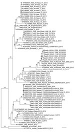 Thumbnail of Phylogenetic tree comparing complete genome nucleotide sequences of Middle East respiratory syndrome coronavirus (MERS-CoV) isolate from South Korea (KOR/KNIH/002_05_2015) with those of 67 reference MERS-CoVs (GenBank database). The tree was constructed by using the general time reversible plus gamma model of RAxML version 8.8.0 software (10) and visualized by using FigTree version 1.4.2 (http://tree.bio.ed.ac.uk/software/figtree). RAxML bootstrap values (1,000 replicates) are shown