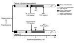 Thumbnail of Timelines showing key clinical and laboratory events for 2 renal transplant recipients (patients A and B) infected with Babesia microti parasites, Wisconsin, USA, 2008. Trauma, transfusions, death, and organ procurement for the organ donor all occurred on the same day in late August 2008. NPF, no parasites were found by examination of thick and thin blood smears.