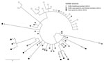 Thumbnail of Midpoint-rooted phylogenetic tree based on single-nucleotide polymorphisms (SNPs) in the core genome of methicillin-resistant Staphylococcus aureus isolates from 2 outbreaks in the United Kingdom in 2011 and 2012–2013. Isolates were mapped against the EMRSA-15 reference genome. Open circles denote 20 individual colonies from a nasal swab culture taken from a healthcare worker during an outbreak in a hospital special care baby unit (SCBU) in 2011. Gray shaded circles denote isolates 