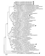 Thumbnail of Phylogenetic analyses of partial Middle East respiratory syndrome coronavirus (MERS-CoV) genomic sequences for viruses detected in dromedary camels imported from Oman to United Arab Emirates, May 2015. A partial viral RNA sequence spanning the 3′ end of the open reading frame 1AB gene through the 3′ untranslated region of the MERS-CoV genome (≈8,900 nt) was used in the analysis. The phylogenetic tree was constructed with MEGA6 software (http://www.megasoftware.net/) by using the nei