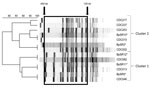 Thumbnail of Dendrogram of the predominant Bordetella pertussis pulsed-field gell electrophoresis (PFGE) profiles currently circulating in the United States. Clusters were determined by using unweighted pair group method with arithmetic mean (UPGMA) with 1% band tolerance and optimization settings. Box indicates area of band analysis (125 kb–450 kb). *Indicates the predominant B. pertussis PFGE profiles currently circulating in Europe, as reported by Advani et al. (12). In the area of band analy