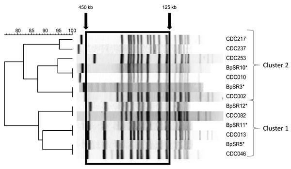 Dendrogram of the predominant Bordetella pertussis pulsed-field gell electrophoresis (PFGE) profiles currently circulating in the United States. Clusters were determined by using unweighted pair group method with arithmetic mean (UPGMA) with 1% band tolerance and optimization settings. Box indicates area of band analysis (125 kb–450 kb). *Indicates the predominant B. pertussis PFGE profiles currently circulating in Europe, as reported by Advani et al. (12). In the area of band analysis, these pr